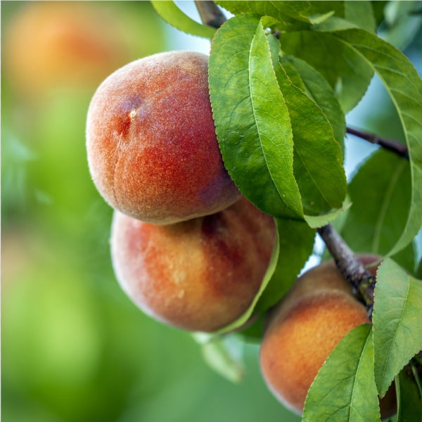 Peaches: Rich in Fiber, Low in Calories, and Packed with Antioxidants—A Must-Have Summer Superfruit