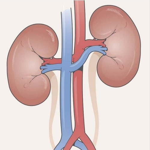 Is Your Kidney Health on Track? Assess Renal Function Quickly with These 5 Key Tests