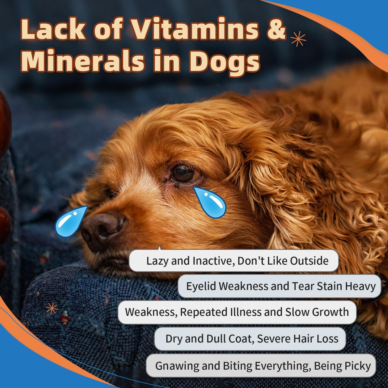 What are the symptoms of vitamin and mineral deficiencies in dogs & cats
